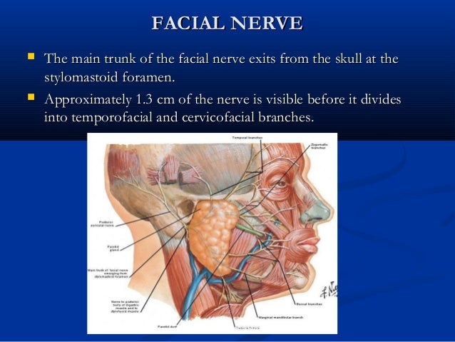 surgical anatomy of facial nerve Surgical anatomy of facial nerve
